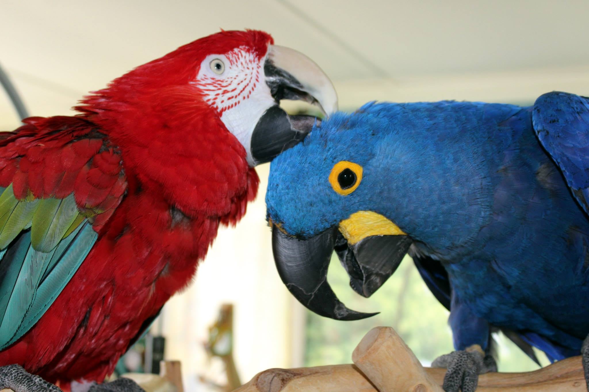 Exotic Birds Care Resources The Bird Whisperer